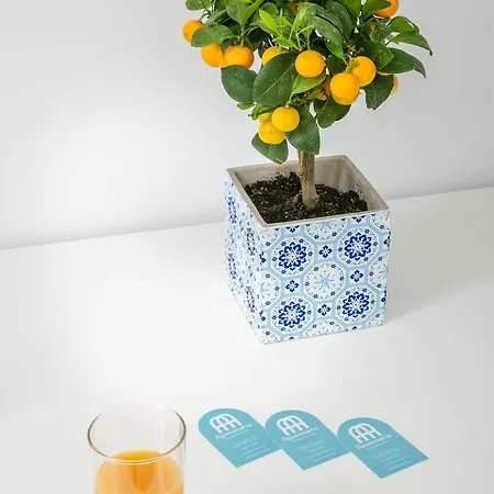 Apanomeria Boutique 伊亚